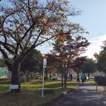 所沢市クラブ対抗戦,ソフトテニス,北野総合運動公園